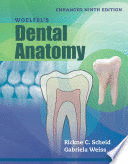 WOELFEL'S DENTAL ANATOMY